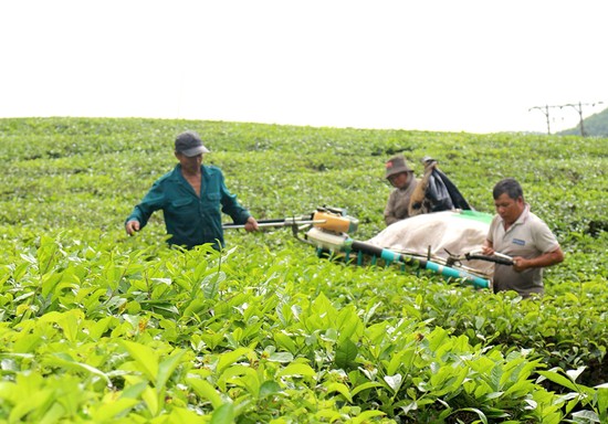 Ch&amp;egrave; tươi được người d&amp;acirc;n thu h&amp;aacute;i khi đến độ thu hoạch