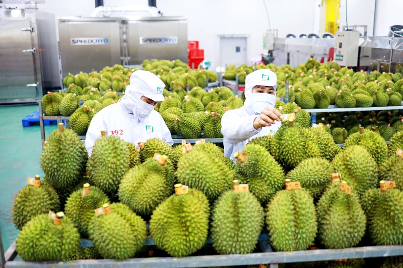 Tr&amp;aacute;i c&amp;acirc;y Việt Nam xuất khẩu sang Trung Quốc