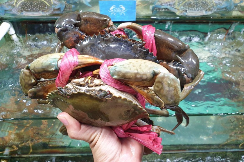 Những thị trường lớn nhất của cua ghẹ Việt Nam