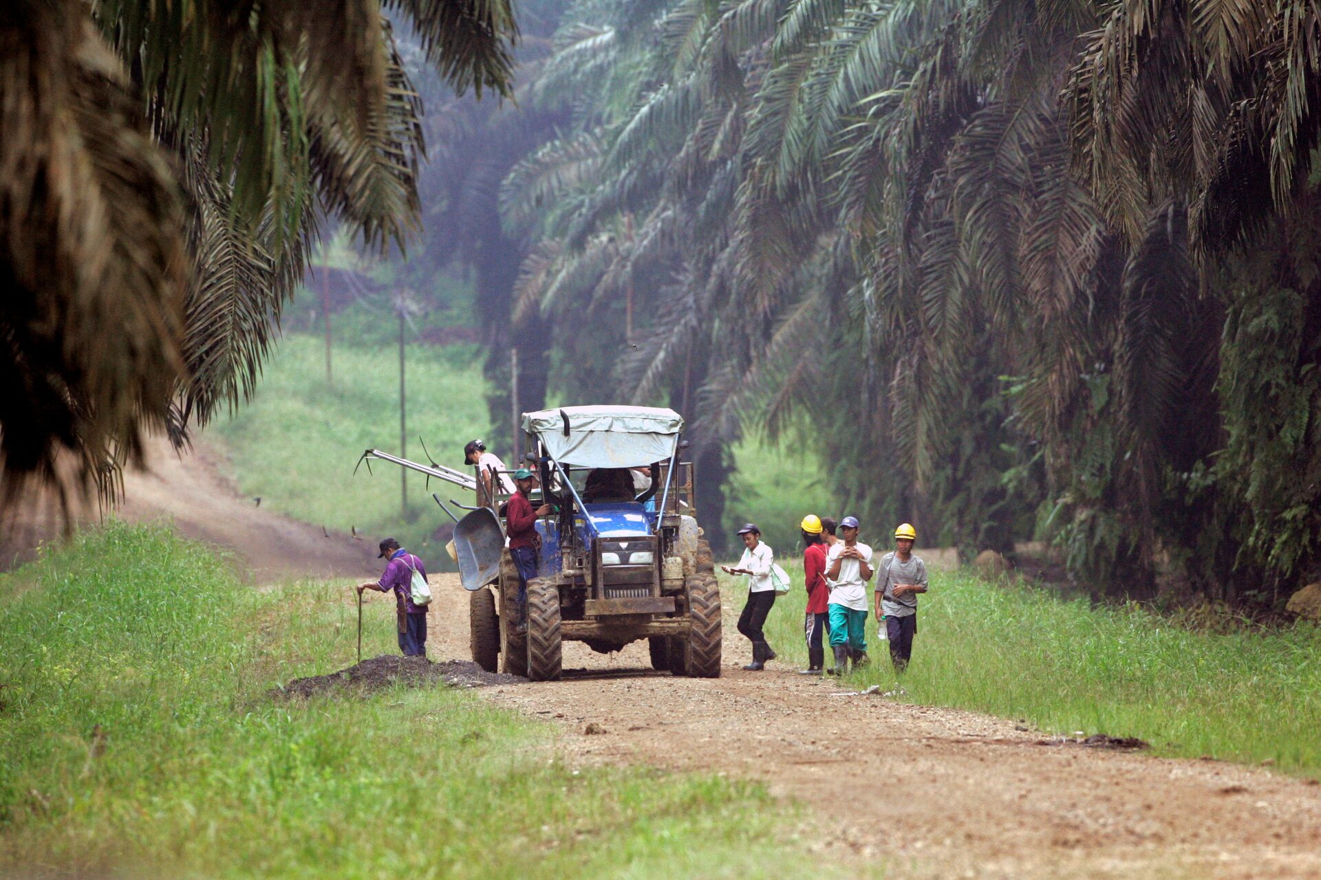 C&amp;ocirc;ng nh&amp;acirc;n đi l&amp;agrave;m tại một đồn điền ở Kinabatangan, bang Sabah, tr&amp;ecirc;n đảo Borneo, Malaysia