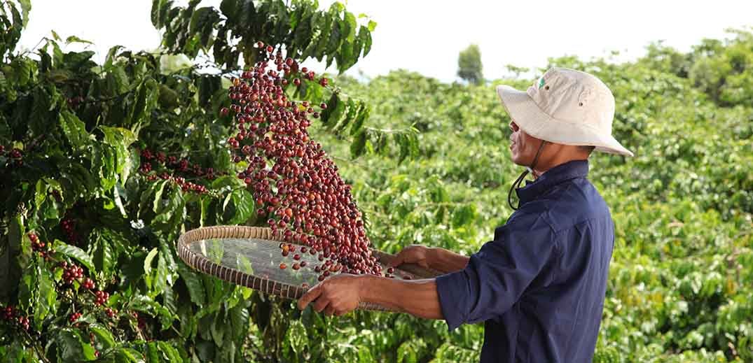Chương tr&amp;igrave;nh to&amp;agrave;n cầu NESCAF&amp;Eacute; Plan được Tập đo&amp;agrave;n Nestl&amp;eacute; triển khai từ năm 2010 tại c&amp;aacute;c quốc gia thuộc c&amp;aacute;c khu vực trồng c&amp;agrave; ph&amp;ecirc; trọng điểm tr&amp;ecirc;n thế giới nhằm mục ti&amp;ecirc;u mang lại những gi&amp;aacute; trị bền vững
