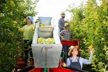 Bộ LĐ-TB&XH đề nghị ngăn chặn lừa đảo làm việc ngành nông nghiệp tại Australia