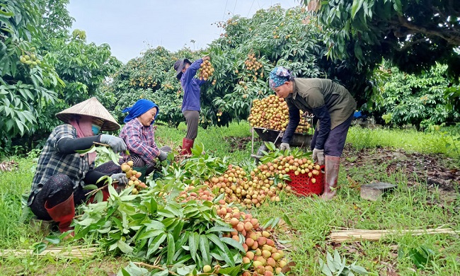 M&amp;ugrave;a vải mới tại th&amp;ocirc;n T&amp;acirc;n Lập, x&amp;atilde; T&amp;acirc;n Trung tấp nập kh&amp;aacute;ch thu mua