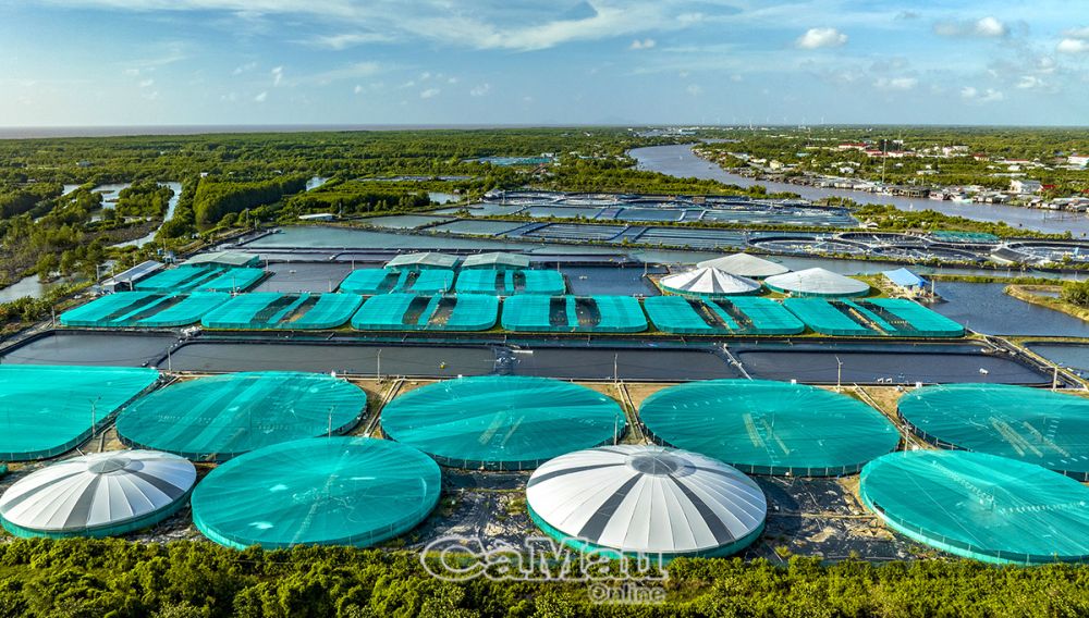 C&amp;agrave; Mau c&amp;oacute; 6.800 ha nu&amp;ocirc;i t&amp;ocirc;m si&amp;ecirc;u th&amp;acirc;m canh đem lại hiệu quả cao. Ảnh: M&amp;ocirc; h&amp;igrave;nh nu&amp;ocirc;i t&amp;ocirc;m si&amp;ecirc;u th&amp;acirc;m canh tại x&amp;atilde; T&amp;acirc;n &amp;Acirc;n, huyện Ngọc Hiển.