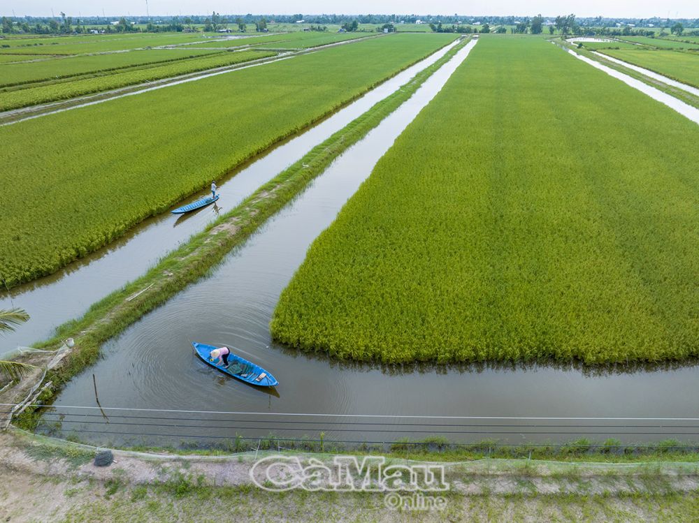 C&amp;agrave; Mau ưu ti&amp;ecirc;n ph&amp;aacute;t triển nu&amp;ocirc;i t&amp;ocirc;m si&amp;ecirc;u th&amp;acirc;m canh, quảng canh cải tiến, quảng canh cải tiến 2, 3 giai đoạn, t&amp;ocirc;m - l&amp;uacute;a, t&amp;ocirc;m - rừng, nu&amp;ocirc;i t&amp;ocirc;m sinh th&amp;aacute;i, t&amp;ocirc;m hữu cơ... theo hướng bền vững. Ảnh: M&amp;ocirc; h&amp;igrave;nh vụ l&amp;uacute;a - vụ t&amp;ocirc;m c&amp;agrave;ng tr&amp;ecirc;n đồng đất Thới B&amp;igrave;nh.