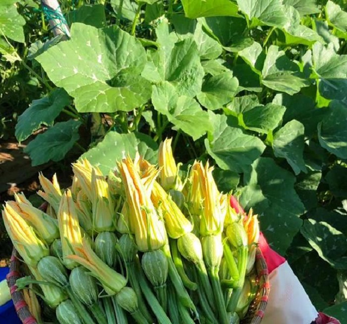 C&amp;acirc;y b&amp;iacute; bao tử c&amp;oacute; thời gian sinh trưởng ngắn, ph&amp;aacute;t triển khỏe, sau khi trồng từ 45 - 50 ng&amp;agrave;y l&amp;agrave; c&amp;oacute; thể thu hoạch v&amp;agrave; thu li&amp;ecirc;n tục trong hơn 2 th&amp;aacute;ng. Ảnh: Internet