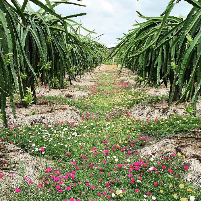 Sử dụng một số loại cỏ c&amp;oacute; hoa thu h&amp;uacute;t thi&amp;ecirc;n địch trong vườn thanh long.