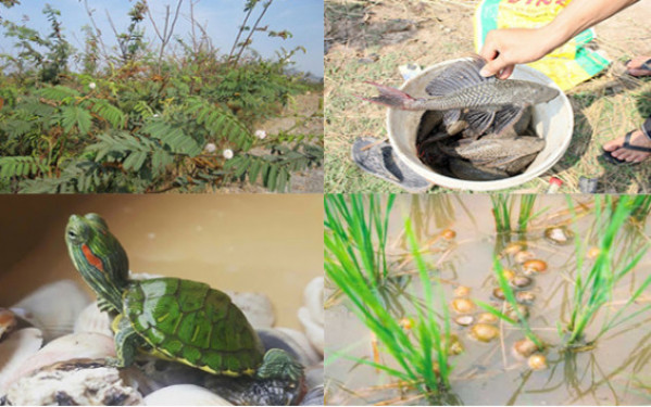 Kiên Giang: Tăng cường công tác quản lý, kiểm soát sinh vật ngoại lai xâm hại trên địa bàn tỉnh đến năm 2025