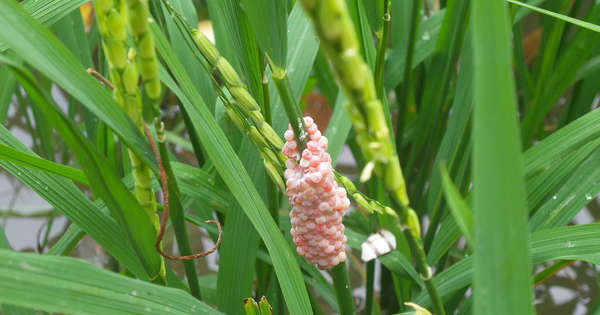 Trứng ốc bươu v&amp;agrave;ng