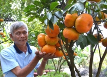 Nhãn, quýt, sen, khoai lang và cá lóc là sản phẩm nông nghiệp chủ lực có thương hiệu của Đồng Tháp