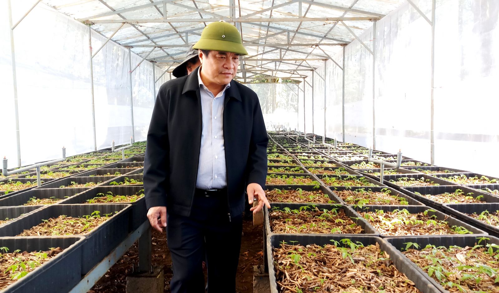 B&amp;iacute; thư Tỉnh uỷ Quảng Nam Phan Việt Cường kiểm tra qu&amp;aacute; tr&amp;igrave;nh ươm giống s&amp;acirc;m Ngọc Linh..