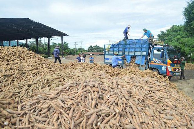 Thực phẩm Quảng Ng&amp;atilde;i ph&amp;aacute;t h&amp;agrave;nh 1,8 triệu cổ phiếu trả cổ tức năm 2020