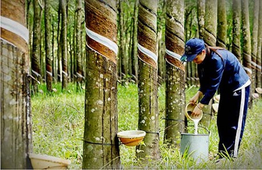 Cao su Phước H&amp;ograve;a chia cổ tức năm 2020 tỷ lệ 45%