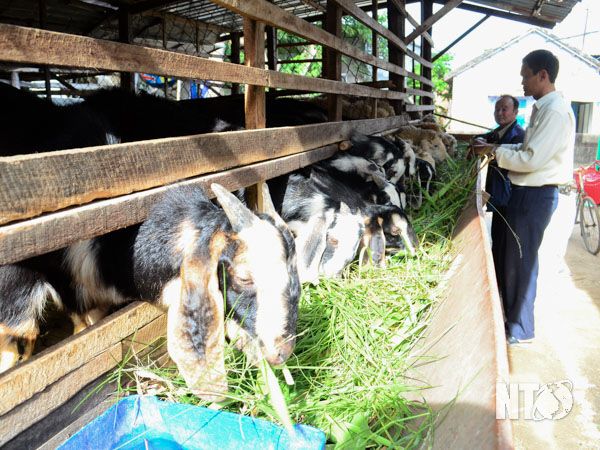 CCB huyện Ninh Phước vay vốn NHCSXH để nu&amp;ocirc;i d&amp;ecirc;