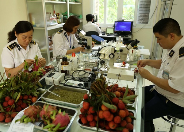 Đối với nh&amp;agrave; xuất nhập khẩu về mặt h&amp;agrave;ng thực vật, sẽ kh&amp;ocirc;ng tr&amp;aacute;nh khỏi việc thực hiện c&amp;aacute;c thủ tục l&amp;agrave;m kiểm dịch thực vật. H&amp;agrave;ng h&amp;oacute;a n&amp;agrave;y thường dễ bị s&amp;acirc;u bệnh v&amp;agrave; c&amp;aacute;c loại cỏ dại nguy hiểm n&amp;ecirc;n c&amp;aacute;c b&amp;ecirc;n hải quan cần l&amp;agrave;m để hạn chế việc l&amp;acirc;y lan từ quốc gia n&amp;agrave;y tới quốc gia kh&amp;aacute;c