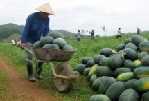 Nghệ An chỉ đạo tháo gỡ khó khăn, thúc đẩy tiêu thụ, vận chuyển nông sản tại các địa phương trong điều kiện dịch Covid-19