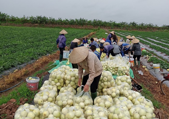 C&amp;aacute;c hộ thu hoạch dưa l&amp;ecirc; si&amp;ecirc;u ngọt. Ảnh: Internet