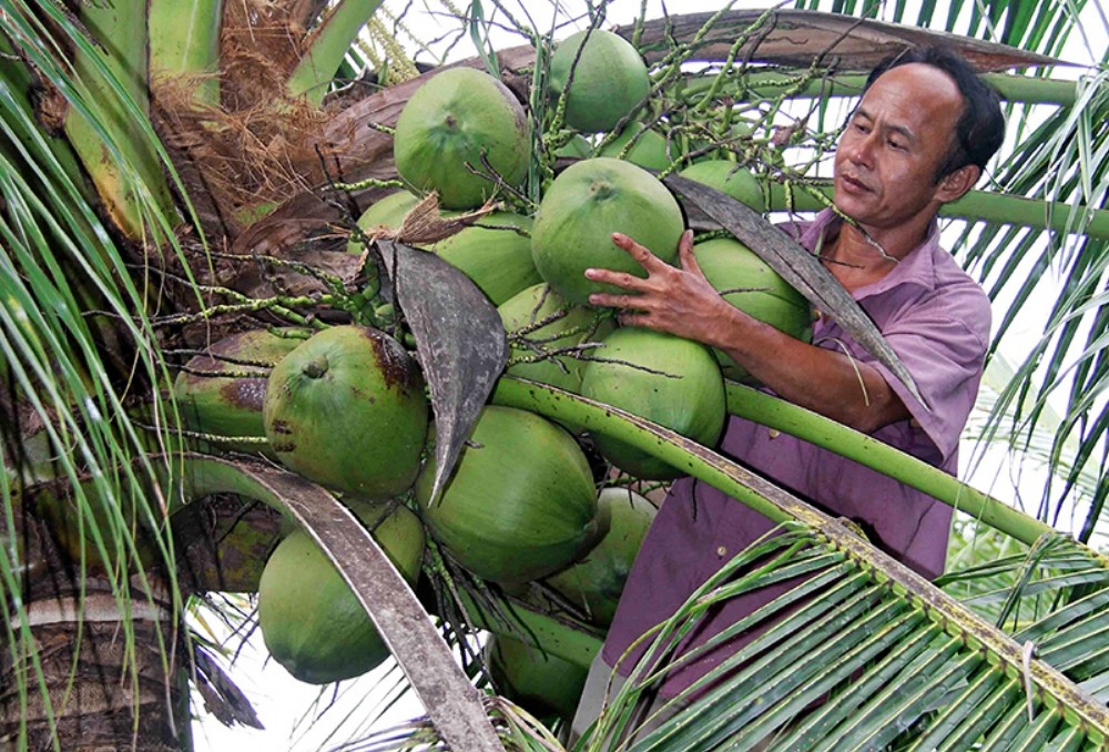 Tr&amp;agrave; Vinh ph&amp;aacute;t triển trồng dừa theo hướng VietGAP