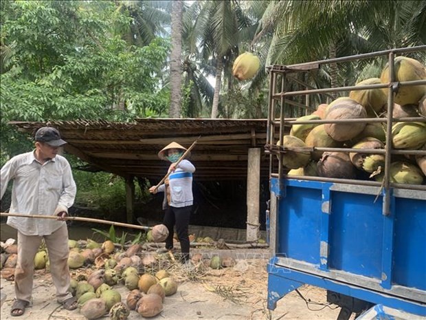 Dừa Tr&amp;agrave; Vinh hiện nay được thị trường đ&amp;aacute;nh gi&amp;aacute; cao