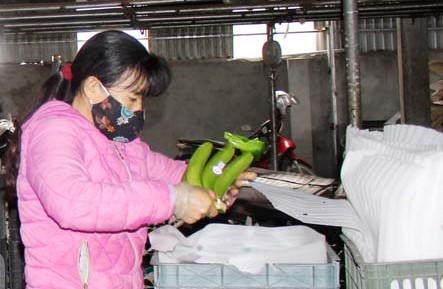 Sản phẩm của HTX chuối Viba, x&amp;atilde; Li&amp;ecirc;n Sơn (Lương Sơn) sản xuất theo ti&amp;ecirc;u chuẩn VietGAP, gắn tem truy xuất nguồn gốc, được người ti&amp;ecirc;u d&amp;ugrave;ng tin tưởng lựa chọn.