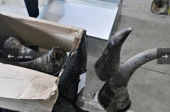 Đà Nẵng: Triệt phá đường dây chuyên lập "công ty ma" buôn lậu động vật hoang dã trị giá hàng trăm tỷ đồng