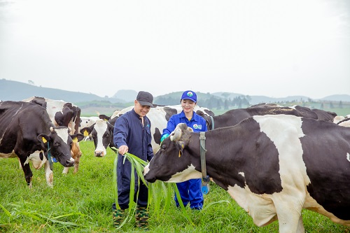 Xung quanh trang trại l&amp;agrave; đồng cỏ, c&amp;acirc;y xanh, tạo cảnh quan sinh th&amp;aacute;i h&amp;agrave;i ho&amp;agrave; với tự nhi&amp;ecirc;n. Khu vực Trang trại cũng l&amp;agrave; một điểm đến để du kh&amp;aacute;ch c&amp;oacute; thể tham quan trải nghiệm, t&amp;igrave;m hiểu về m&amp;ocirc; h&amp;igrave;nh chăn nu&amp;ocirc;i b&amp;ograve; sữa c&amp;ocirc;ng nghệ cao.