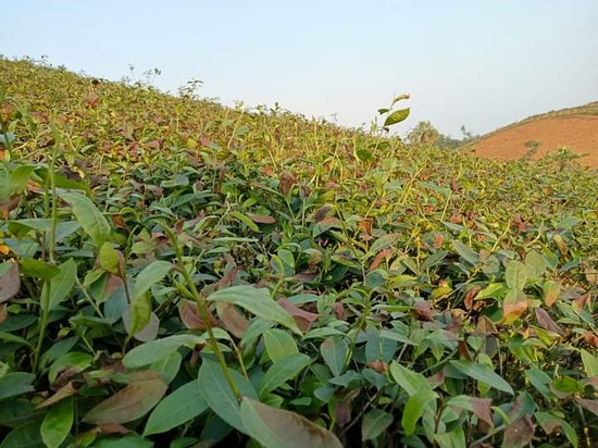 Một diện t&amp;iacute;ch ch&amp;egrave; bị