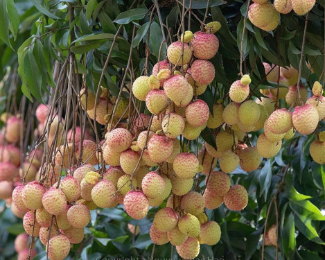 Hưng Yên:  Giá vải trứng tăng, đem lại thu nhập cao cho doanh nghiệp địa phương