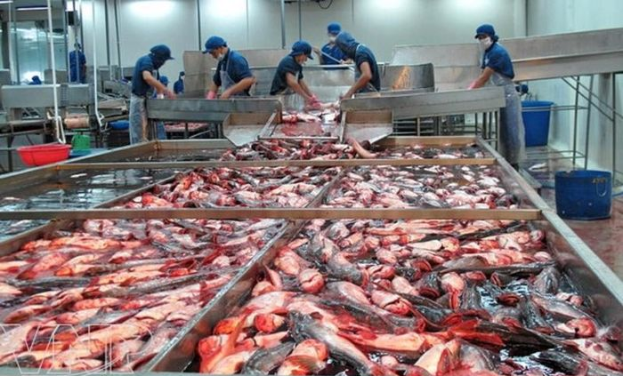 Ng&amp;agrave;nh c&amp;aacute; tra đang từng bước vượt qua kh&amp;oacute; khăn.