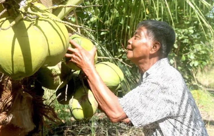 Thu hoạch dừa s&amp;aacute;p tại x&amp;atilde; Ho&amp;agrave; T&amp;acirc;n (Cầu K&amp;egrave;, Tr&amp;agrave; Vinh). Ảnh: Thanh Ho&amp;agrave; TTXVN