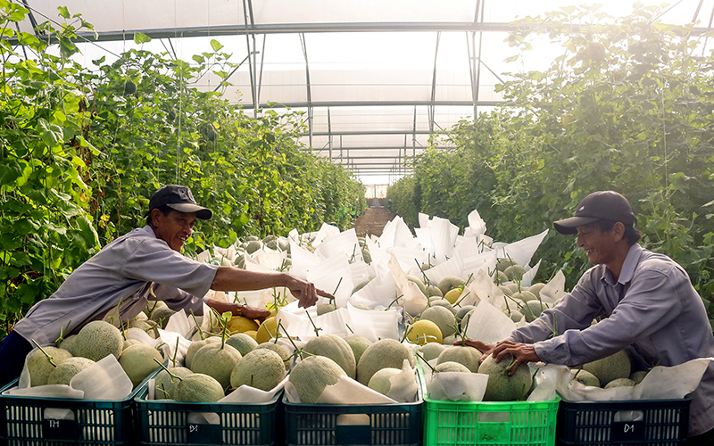 B&amp;igrave;nh Dương c&amp;oacute; 6.617 ha diện t&amp;iacute;ch trồng trọt ứng dụng c&amp;ocirc;ng nghệ cao