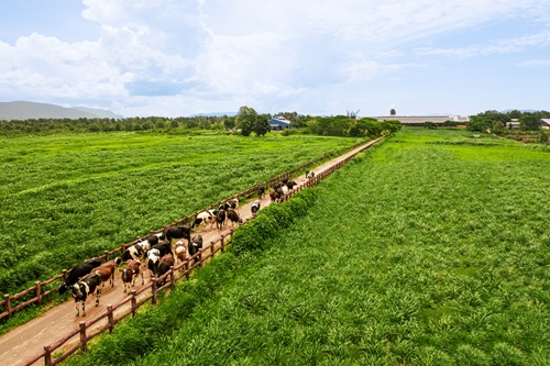 Vinamilk sở hữu hệ thống  15 trang trại đạt chuẩn quốc tế như  GlobalG.A.P, Organic Ch&amp;acirc;u &amp;Acirc;u..