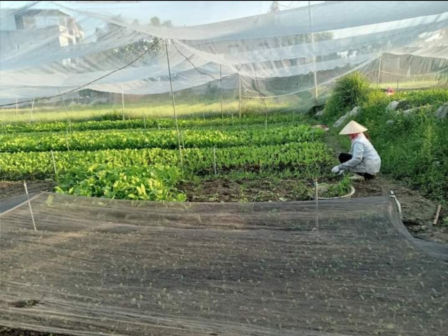 C&amp;aacute;c sản phẩm n&amp;ocirc;ng sản c&amp;oacute; thời gian sử dụng ngắn lu&amp;ocirc;n l&amp;agrave; b&amp;agrave;i to&amp;aacute;n kh&amp;oacute; trong kh&amp;acirc;u ti&amp;ecirc;u thụ tại thời điểm dịch bệnh