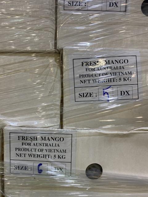 Xo&amp;agrave;i xanh được đ&amp;oacute;ng 5kg/1th&amp;ugrave;ng