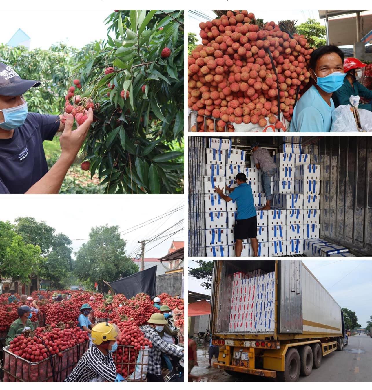 Th&amp;agrave;nh c&amp;ocirc;ng trong vụ vải thiều năm nay đ&amp;atilde; cho thấy sự quyết t&amp;acirc;m của tỉnh Bắc Giang trong việc thực hiện th&amp;agrave;nh c&amp;ocirc;ng mục ti&amp;ecirc;u k&amp;eacute;p.