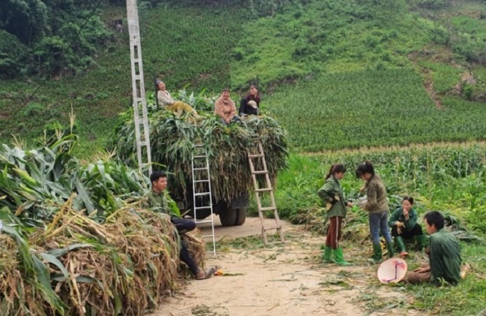 Nh&amp;acirc;n d&amp;acirc;n th&amp;ocirc;n 4,  x&amp;atilde; T&amp;acirc;n Tiến, huyện Y&amp;ecirc;n Sơn thu hoạch ng&amp;ocirc; sinh khối. Ảnh: Internet