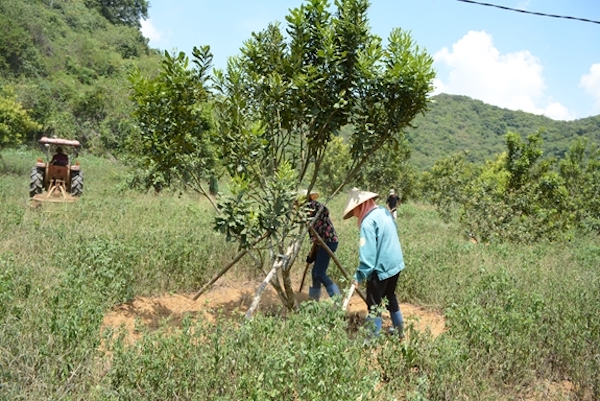 Người dân huyện Thạch Thành đang chăm sóc cây Macca Người dân huyện Thạch Thành đang chăm sóc cây Macca