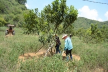 Thanh Hóa: Đề xuất đầu tư nhà máy chế biến và vùng nguyên liệu macca tại huyện Như Thanh