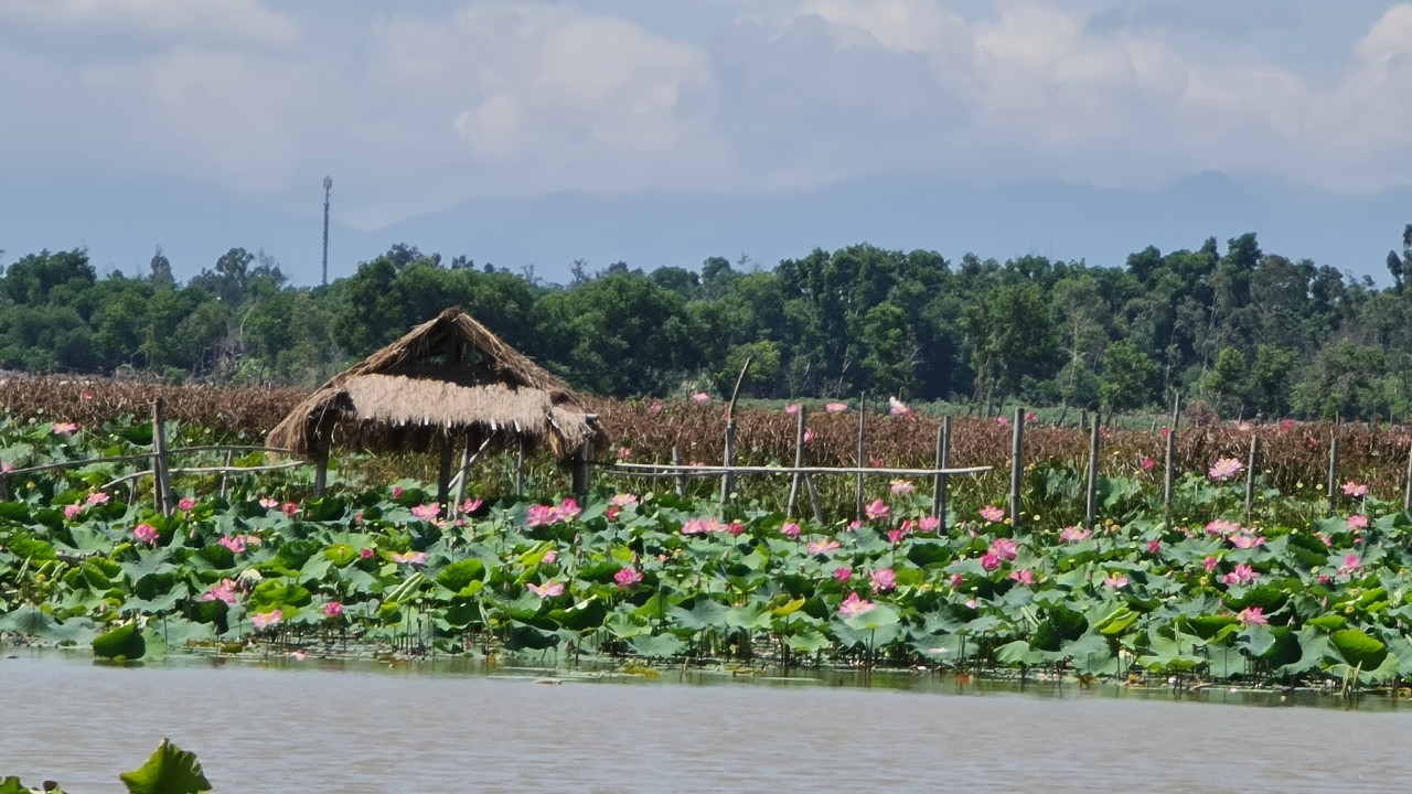 M&amp;ugrave;a h&amp;egrave; về, sen được người d&amp;acirc;n trồng ven s&amp;ocirc;ng Đầm, TP Tam Kỳ nở rộ m&amp;agrave;u hồng tr&amp;ecirc;n mặt nước, thu h&amp;uacute;t nhiều người đến tham quan chụp ảnh.