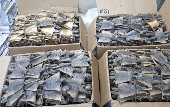 Thu giữ nửa tấn tắc kè khô... bay từ Indonesia về sân bay Nội Bài