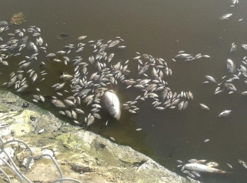 Vi phạm xả thải ra sông Mã và cái giá phải trả!