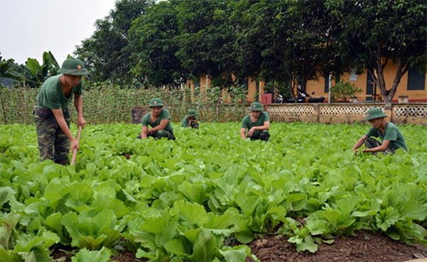 Sử dụng đất quốc ph&amp;ograve;ng, an ninh kết hợp với hoạt động lao động sản xuất, x&amp;acirc;y dựng kinh tế để tổ chức tăng gia sản xuất n&amp;ocirc;ng nghiệp