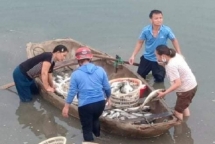 Thanh Hóa: Cá lồng trên sông Lạch Bạng chết bất thường.