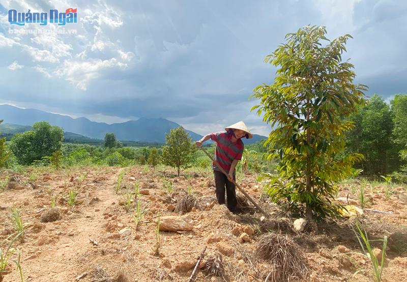 Từ nguồn vốn vay của NHCSXH, chị Đinh Thị Ba ở x&amp;atilde; Long Sơn, huyện Minh Long đ&amp;atilde; đầu tư, nh&amp;acirc;n rộng m&amp;ocirc; h&amp;igrave;nh trồng c&amp;acirc;y ăn quả