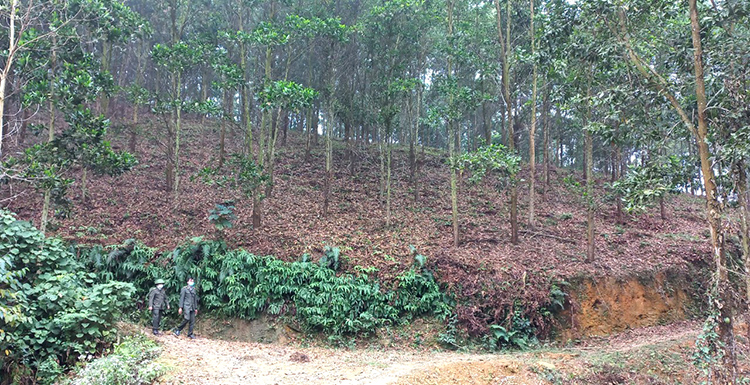 Kiểm l&amp;acirc;m huyện T&amp;acirc;n Sơn (Ph&amp;uacute; Thọ) thường xuy&amp;ecirc;n b&amp;aacute;m s&amp;aacute;t địa b&amp;agrave;n quản l&amp;yacute;, t&amp;iacute;ch cực tuy&amp;ecirc;n truyền, vận động người d&amp;acirc;n địa phương trồng, bảo vệ v&amp;agrave; ph&amp;aacute;t triển rừng.