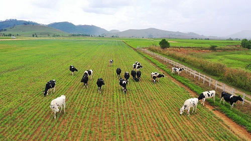 Dự &amp;aacute;n trang trại Lao &amp;ndash; Jagro dự kiến đ&amp;oacute;n đ&amp;agrave;n b&amp;ograve; sữa đầu ti&amp;ecirc;n v&amp;agrave;o th&amp;aacute;ng 7