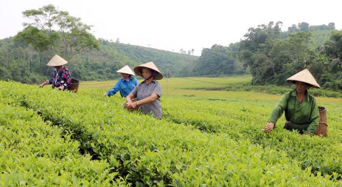 Th&amp;agrave;nh vi&amp;ecirc;n HTX ch&amp;egrave; an to&amp;agrave;n Văn Miếu, huyện Thanh Sơn thu hoạch ch&amp;egrave; xanh