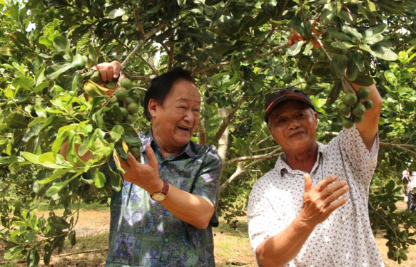 Trồng mắc ca lấy ‘hạt nữ hoàng quả khô’, nông dân bán sướng hơn đi ‘bán vàng’