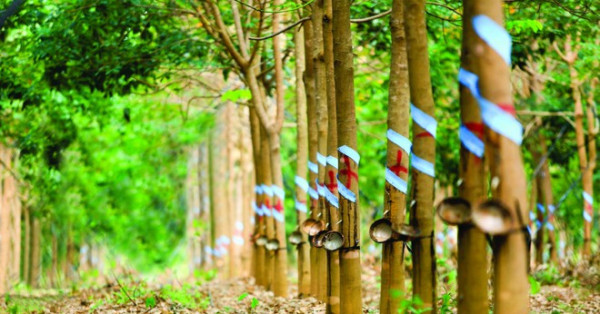 Lãi quý II của Công ty mẹ Cao su Phước Hòa còn 24% so với cùng kỳ năm ngoái