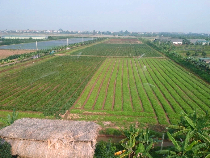 V&amp;ugrave;ng trồng nguy&amp;ecirc;n liệu của C&amp;ocirc;ng ty CP N&amp;ocirc;ng nghiệp GIGAHERBS Việt Nam.